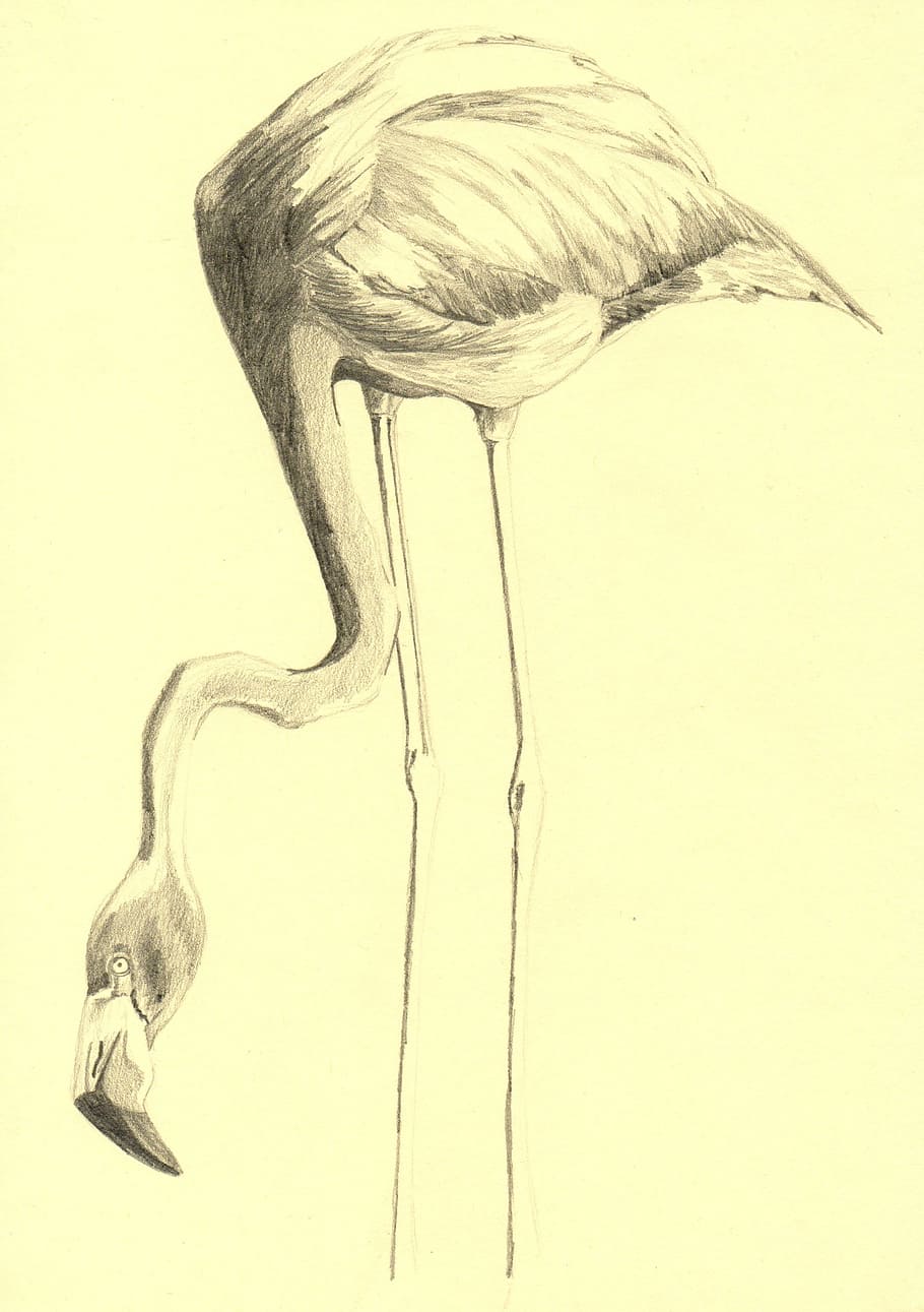 flamingo sketch, Bird, Drawing, Pencil, Art, artwork, illustration