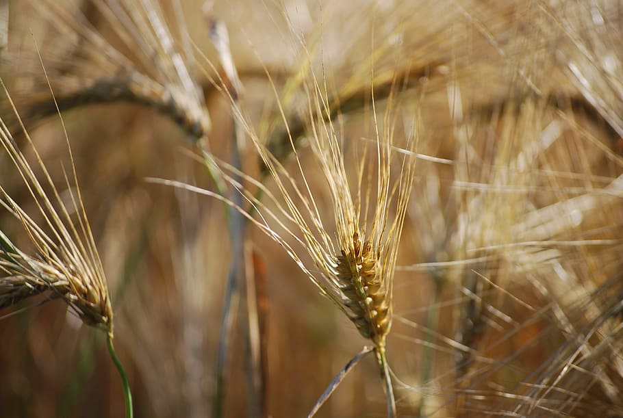 Ear, Beige, Cereals, Wheat Field, grain, close, cornfield, summer HD wallpaper
