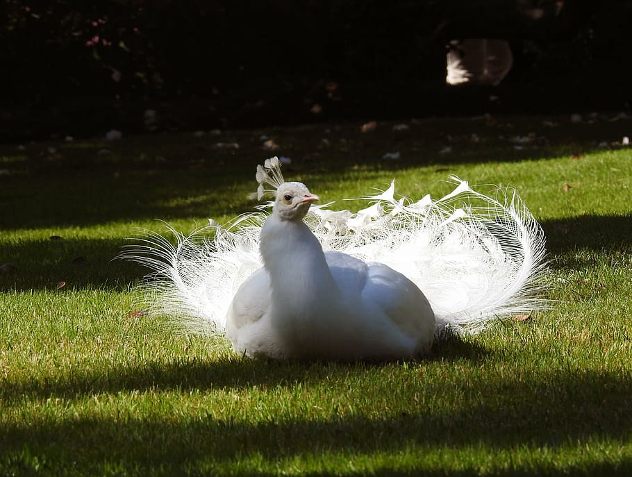 white turkey on green grass field, white peacock, bird, feathers HD wallpaper