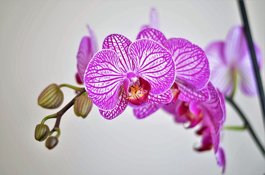 selective focus photo of pink moth orchid, Lila, Flower, Nature, HD wallpaper