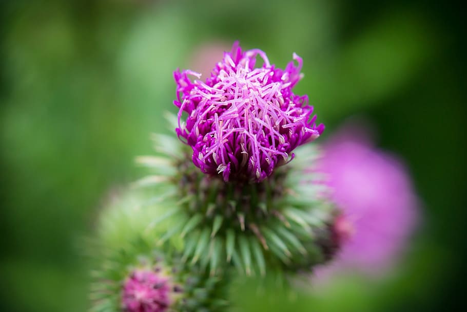 thistle, bud, blossom, bloom, ring thistle, curled thistle HD wallpaper
