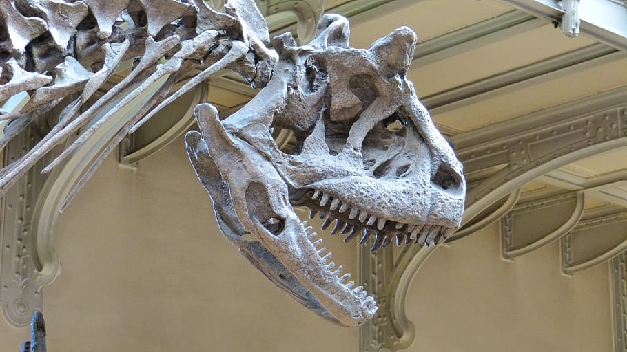 museum, skeleton, dinosaur, dinosaur skeleton, predatory dinosaurs HD wallpaper