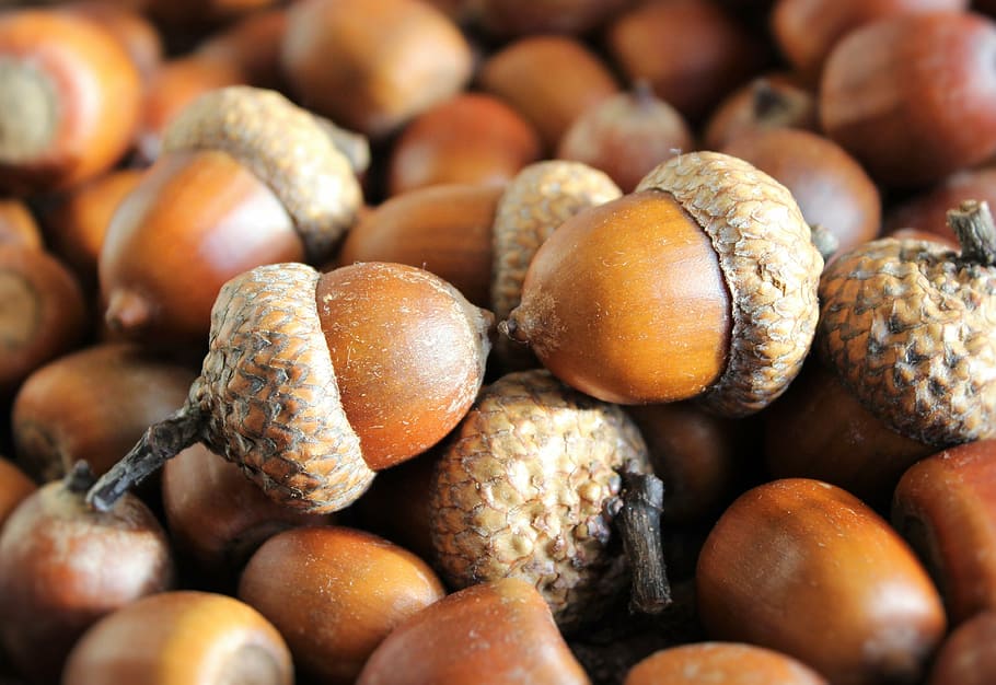 acorn lot, acorns, seeds, oak, brown, harvest, autumn, walnut, HD wallpaper