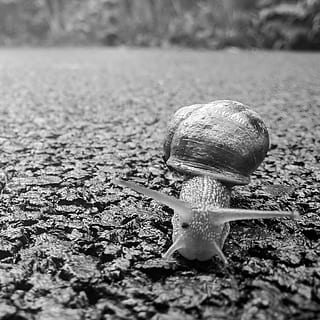 Snail, Nature, Shell, Mollusk, Slither, slow, sliding, slime HD wallpaper