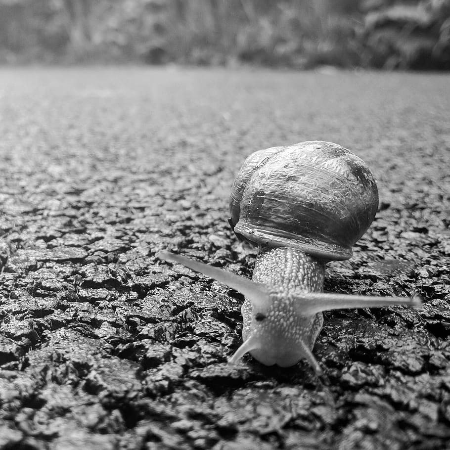 Snail, Nature, Shell, Mollusk, Slither, slow, sliding, slime HD wallpaper