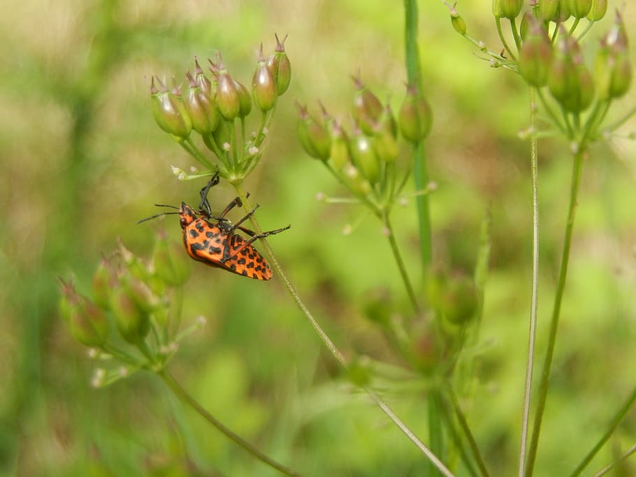 insect, field, summer, animal themes, animal wildlife, invertebrate HD wallpaper