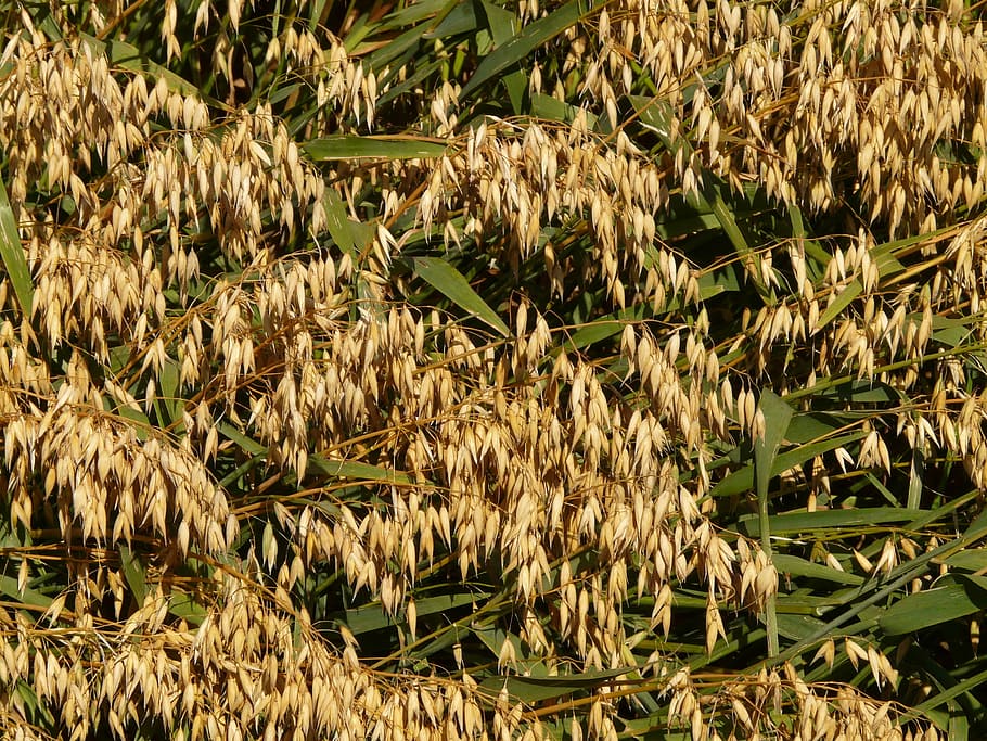 field, oats, oat field, arable, cereals, grain, cornfield, agriculture HD wallpaper
