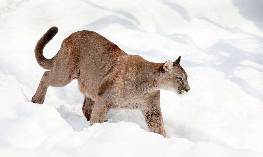 functie Ongeldig Positief HD wallpaper: brown Cougar walking on snow, puma, mountain lion, cat, big  cat | Wallpaper Flare