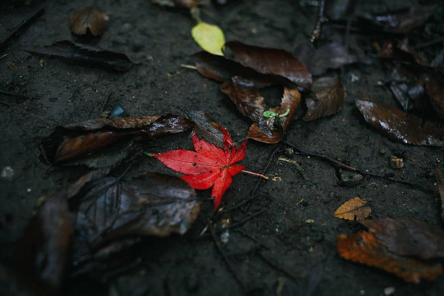 nature, red, leaf, autumn, high angle view, maple leaf, no people HD wallpaper