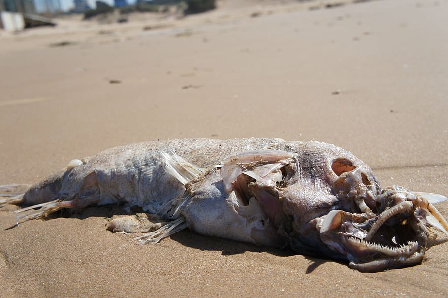 fish, transience, philosophy, coast, death, beach, mutant, animal HD wallpaper