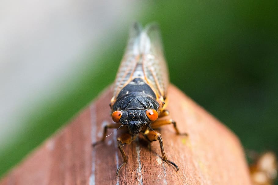 cicada, close-up, insect, macro, outdoors, invertebrate, one animal HD wallpaper