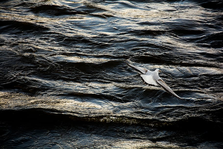 white seagull flying over ocean waves, bird flying on top of body of water HD wallpaper