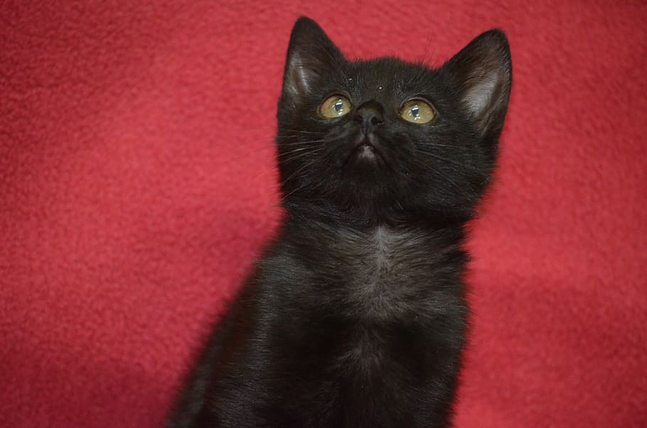 cat, black, red black, black kitten, baby, nature, animal welfare, HD wallpaper