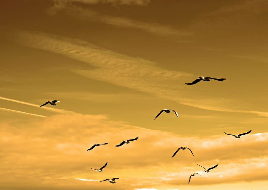flock of birds in flight, air, animals, charisma, chase, concept, HD wallpaper