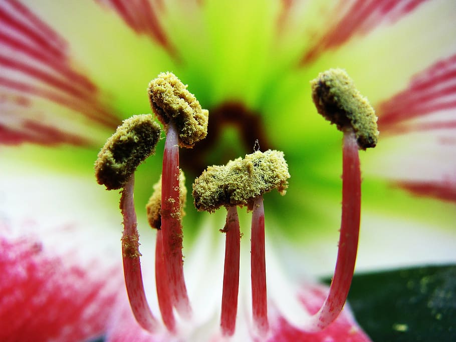 nature, macro, flower, close-up, plant, freshness, growth, fragility HD wallpaper
