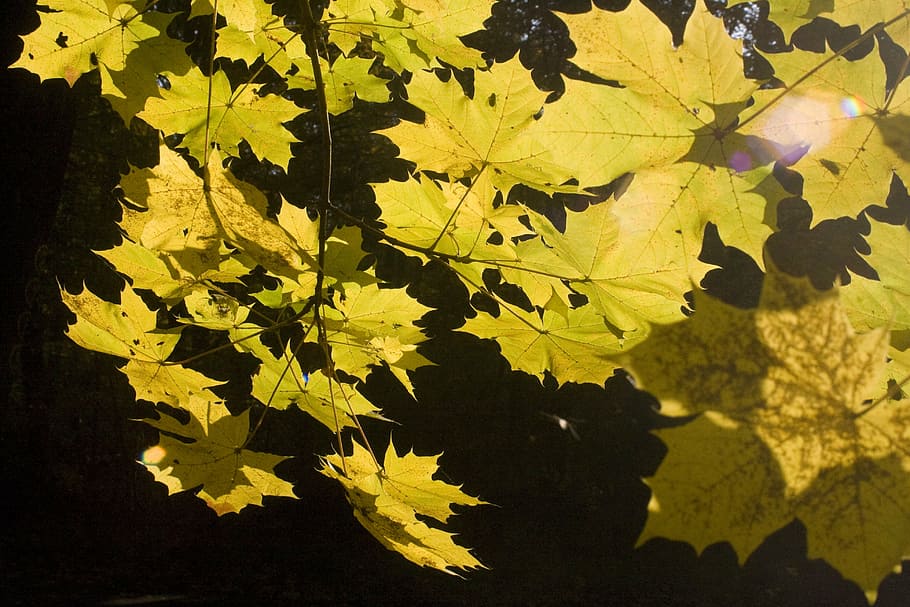 emerge, leaves, maple, book, october, autumn, golden, forest HD wallpaper