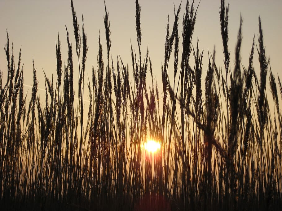 Grasses, Sunset, Back Light, cereal plant, agriculture, nature HD wallpaper