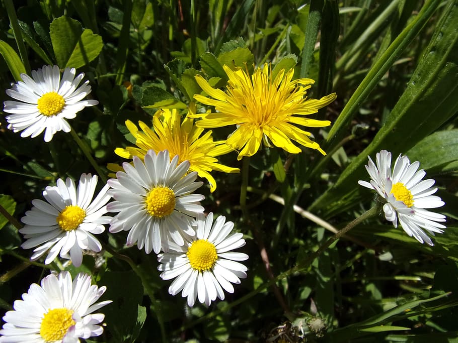 Daisy, Dandelion, Flower, Spring, Field, petal, yellow, fragility HD wallpaper