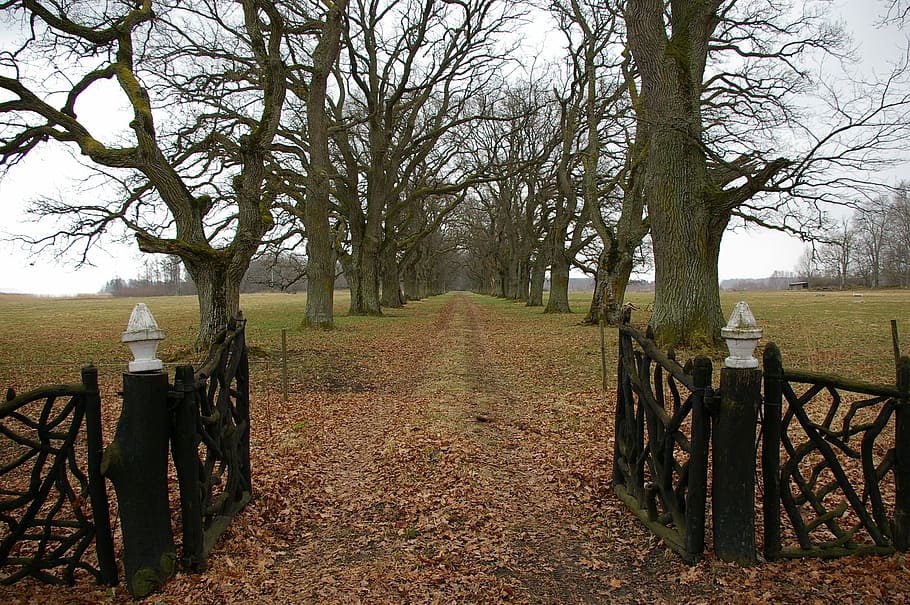 Avenue, Gates, Oak Trees, opening, rural scene, protection HD wallpaper