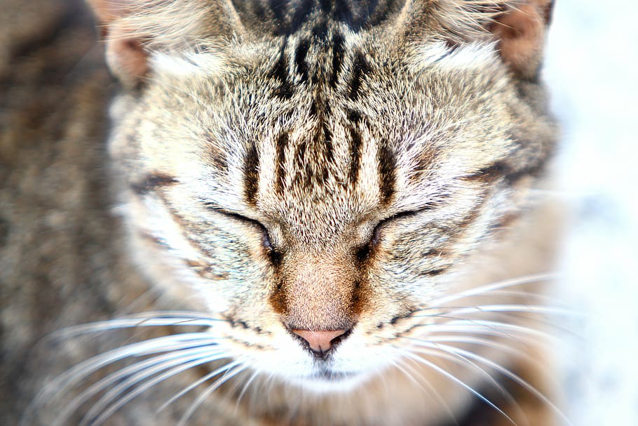 pet, xie, cat, one animal, animal themes, mammal, feline, close-up HD wallpaper