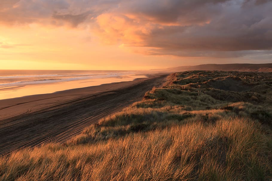 green grass field, grass during sunset, ocean, beach, sunrise HD wallpaper