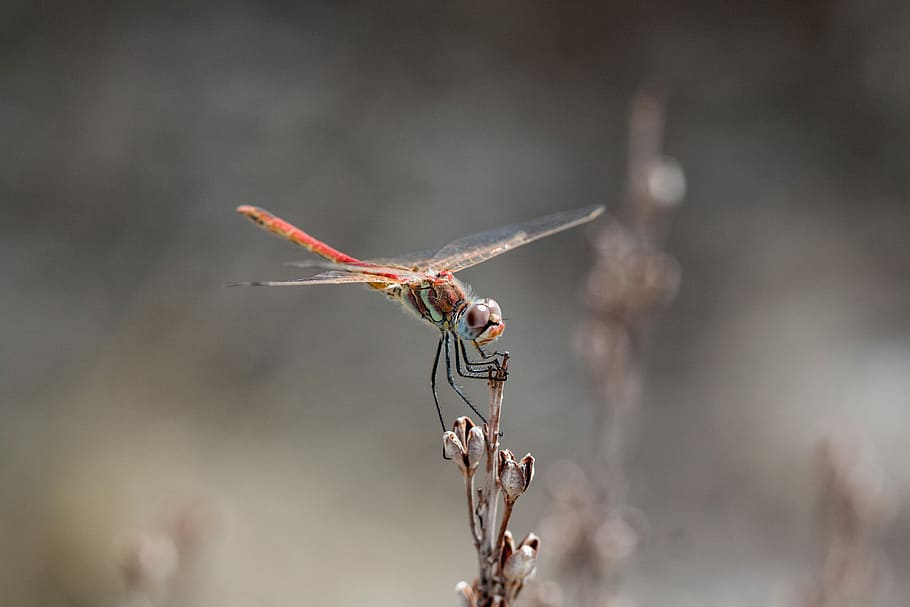 closeup focus photography of dragonfly, selective focus photography of dragonfly HD wallpaper