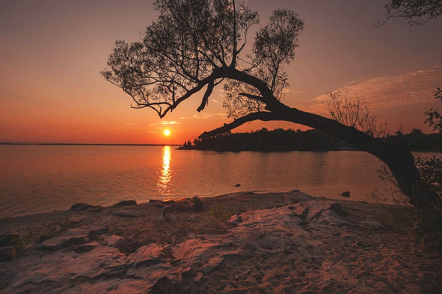 silhouette of tree near body of water at golden hour, silhouette photography of tree near body of water HD wallpaper