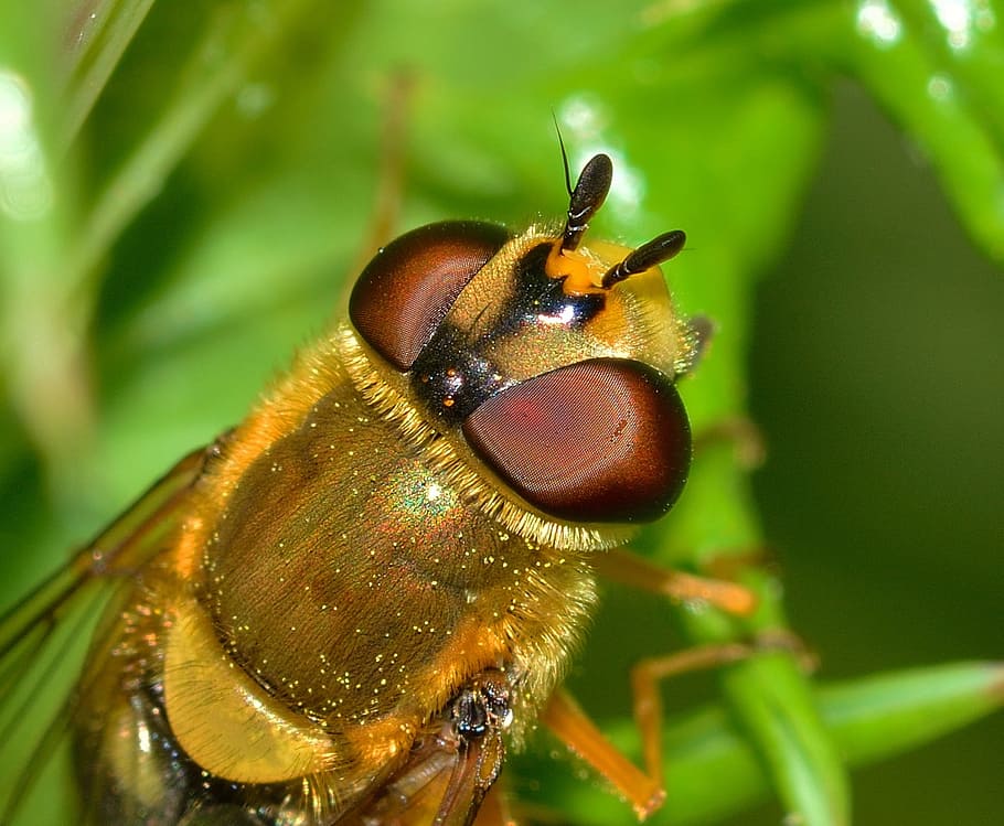 Insects, Diptera, Scaeva, one animal, animal themes, animal wildlife HD wallpaper