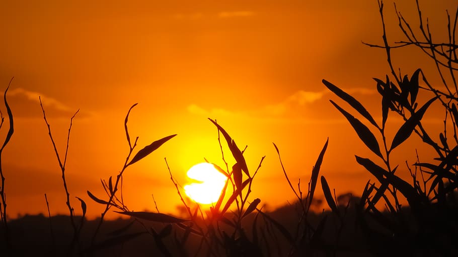 branch, sunset, nature, tree, sunlight, evening, shadows, beauty in nature HD wallpaper