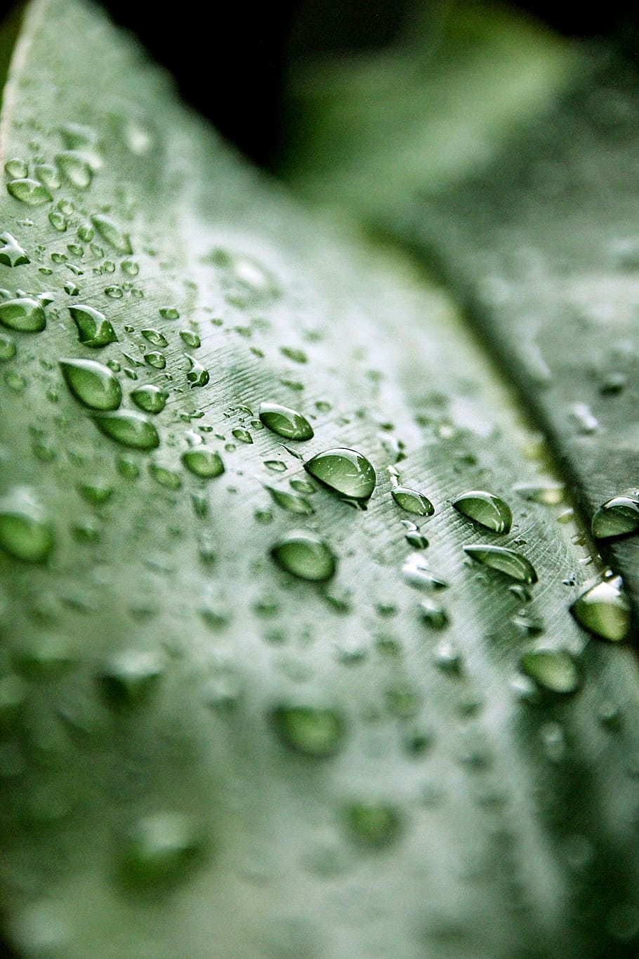 drip, leaf, rain, nature, green, drop of water, macro, close HD wallpaper
