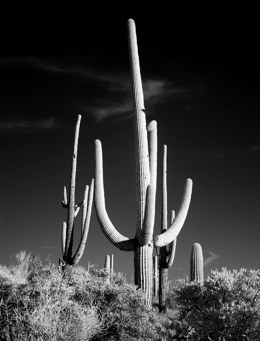 grayscale photo of cactus surrounded with plants, sw, black and white, HD wallpaper