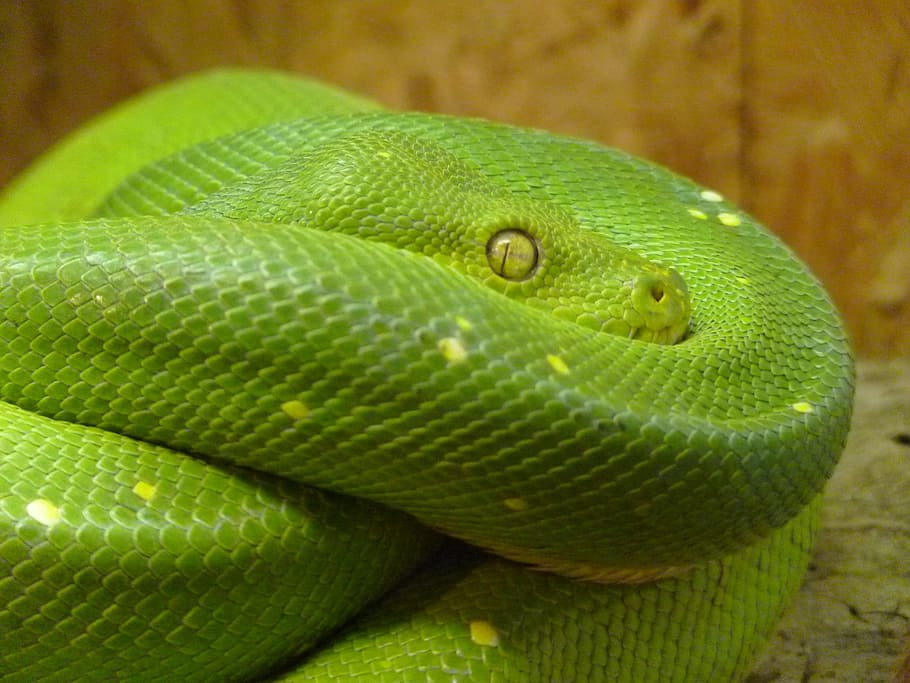 green vine snake, green tree python, morelia viridis, pythoninae HD wallpaper