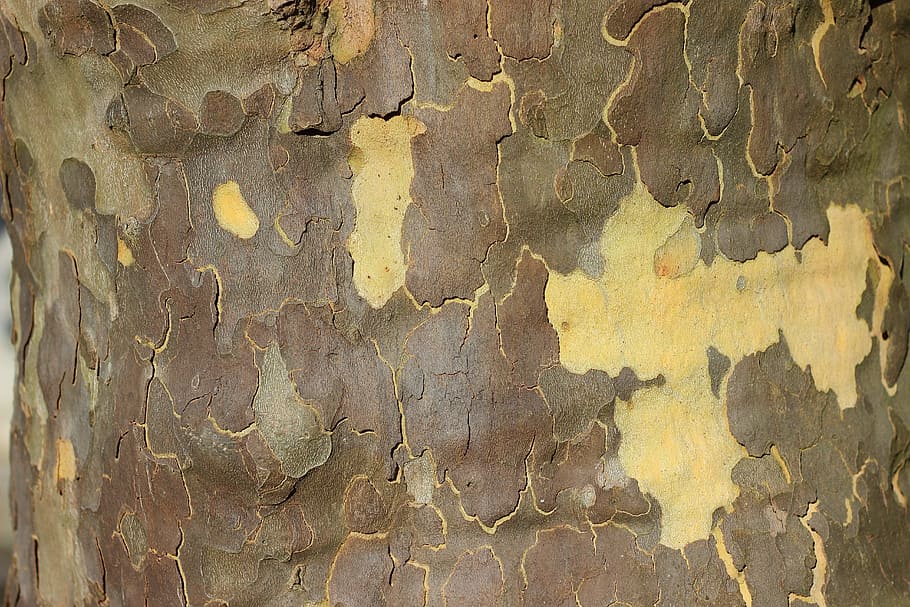 Plane, Tree, Tree, Bark, Tree Bark, Map, texture, structure HD wallpaper