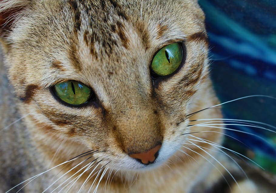 cat, eyes, green, face, pet, animal, look, feline, whiskers HD wallpaper