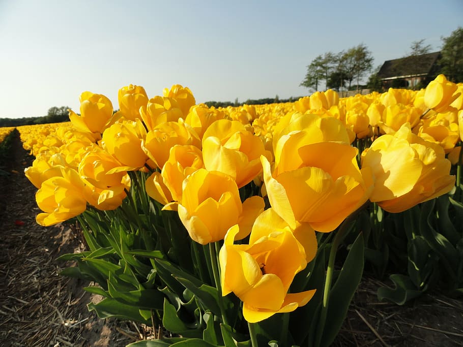 flowers, yellow, tulips, blooms, spring, blossoms, bulbs, colorful, HD wallpaper