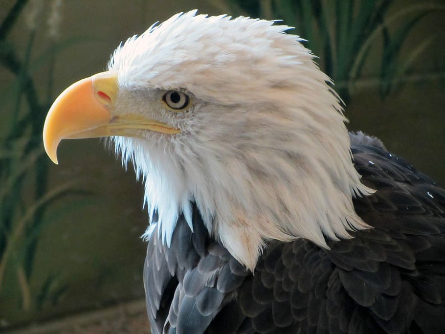 Bird, Eagle, one animal, beak, feather, close-up, animal themes HD wallpaper