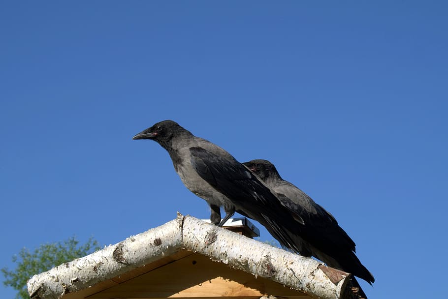 Crow, Crows, Bird, Nature, Predator, ornithology, sky, blue HD wallpaper