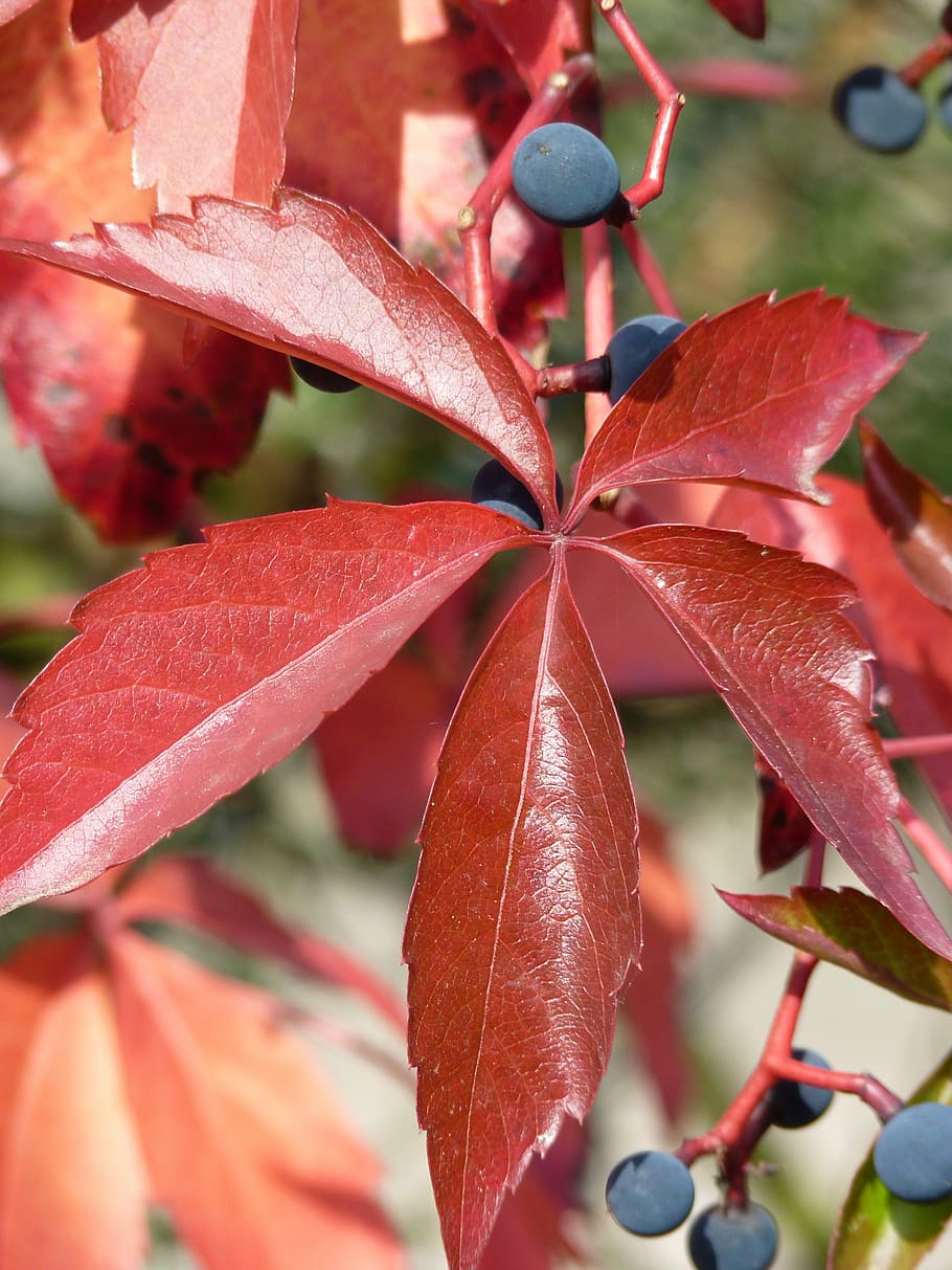 wine leaf, autumn, plant, red, fall foliage, nature, tree, season HD wallpaper