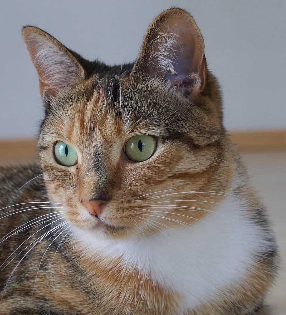 photo of brown tabby cat, Animal, Yrs, Striped, 2, 5 yrs, companion HD wallpaper