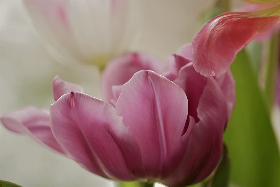 flower, plant, nature, leaf, garden, close, flowers, petal HD wallpaper