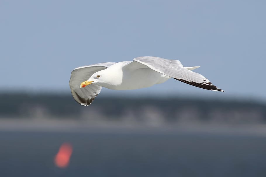 herring gull, larus argentatus, seevogel, sea, large gull, species, HD wallpaper