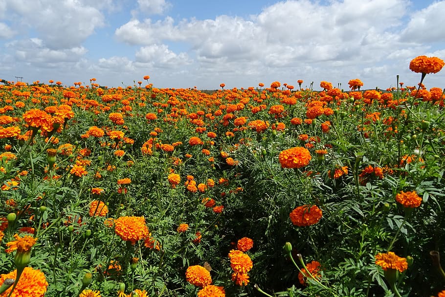 flower, marigold, orange, yellow, genda, jhenduphool, gondephool HD wallpaper