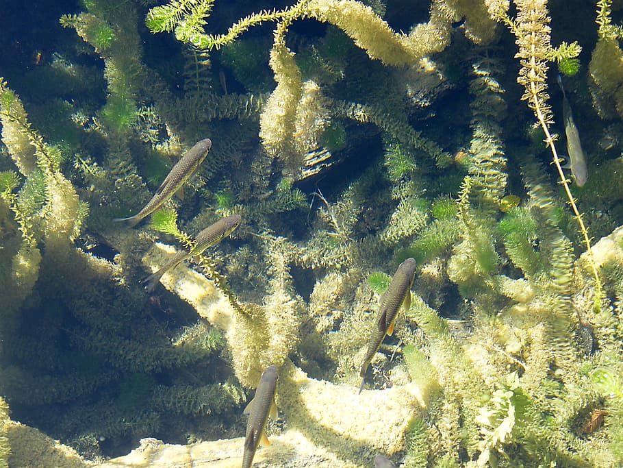 trout, fish, water, clear, clean, aquatic plants, sunny, lake HD wallpaper