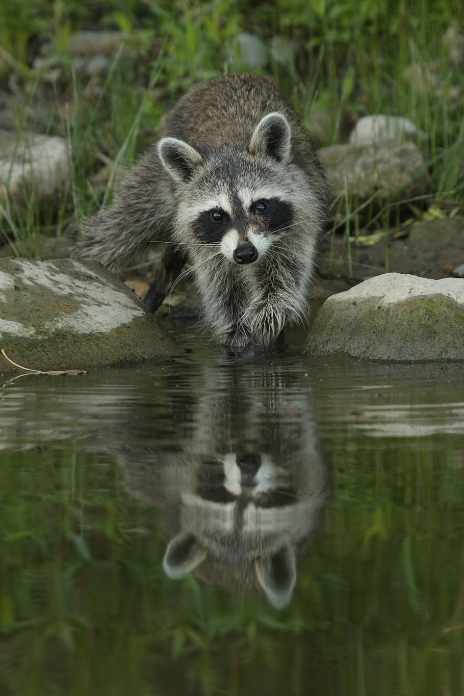 grey and white raccoon beside water and stones, nature, river, HD wallpaper
