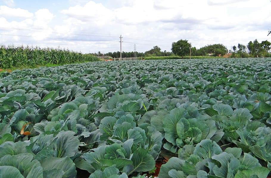 Cabbage, Crop, Field, Vegetable, India, agriculture, growth HD wallpaper