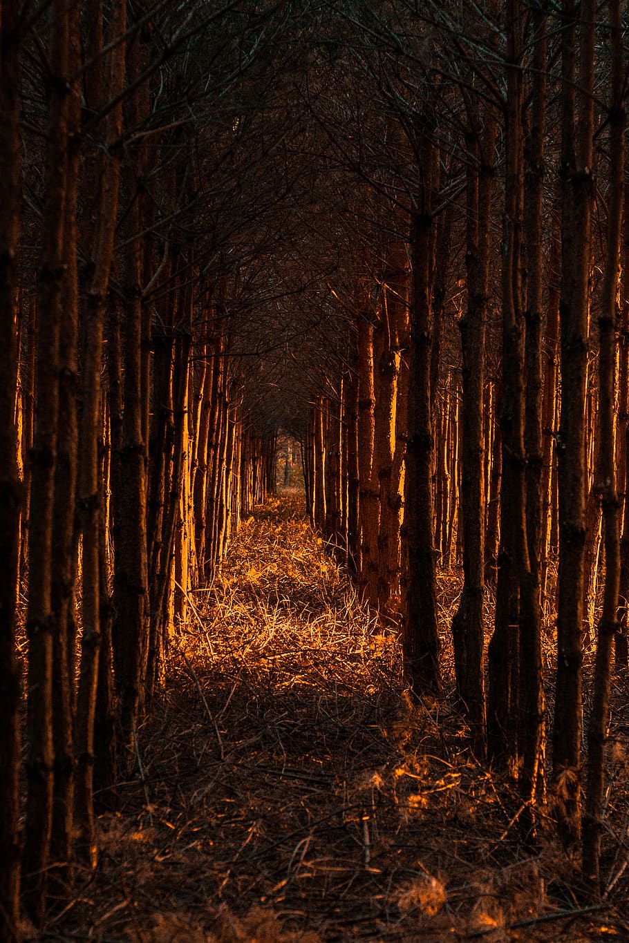 forest, pine, nature, tree, sunset, summer, land, plant, trunk HD wallpaper