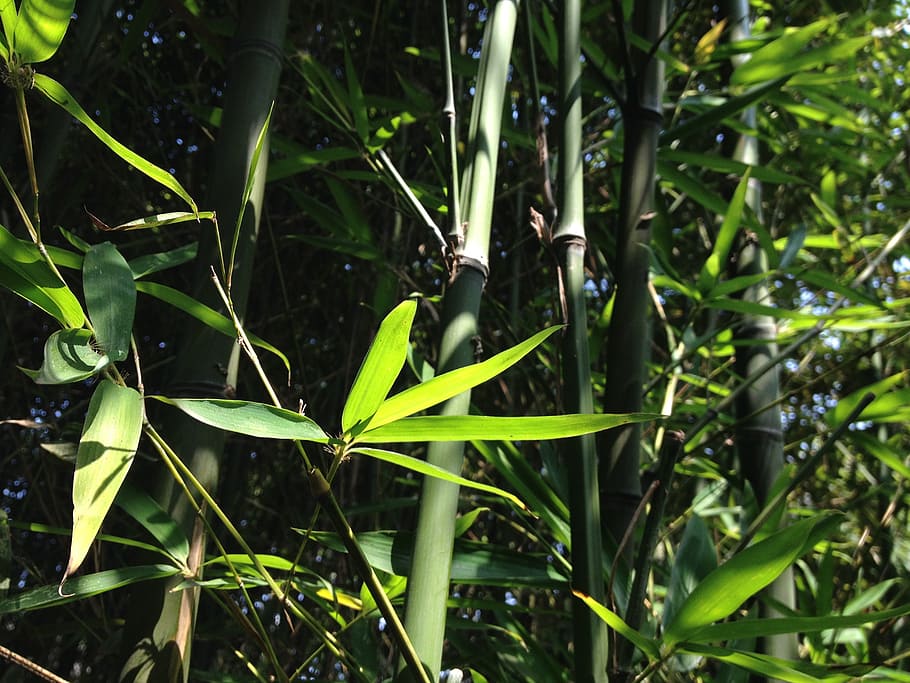 green bamboo grass, leaves, plant, garden, vegetation, growth, HD wallpaper