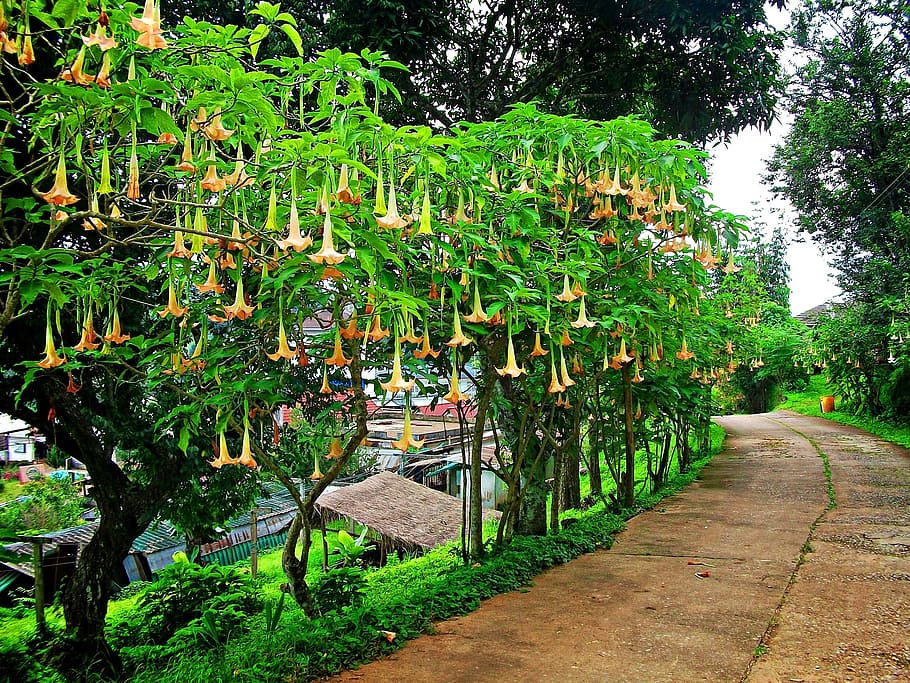 plant, life, on, tree, growth, green color, footpath, direction HD wallpaper