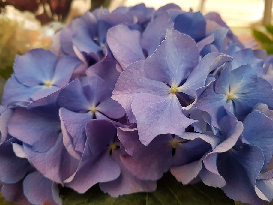 spring, flowers, nature, flowering plant, fragility, vulnerability HD wallpaper