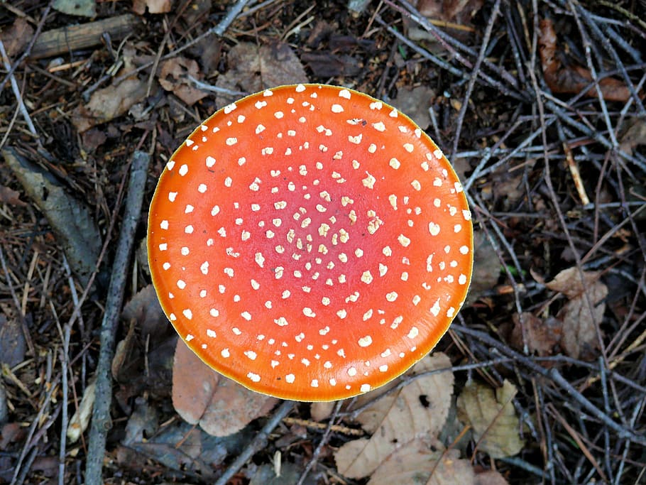 fly agaric, mushroom, red, white, red with white dots, autumn HD wallpaper